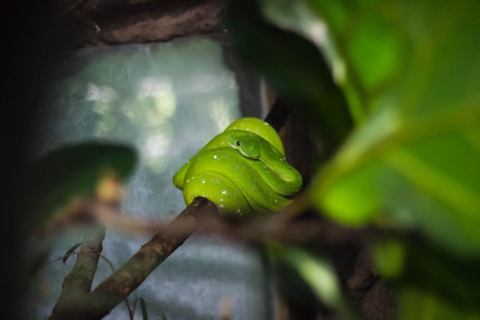 Free Image of Green snake coiled on branch in a lush enclosure 
