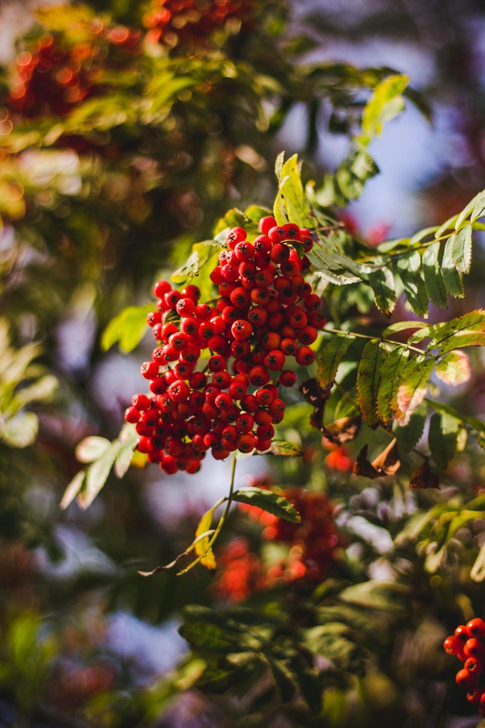 Free Image of Close-up of bright red berries with green foliage 