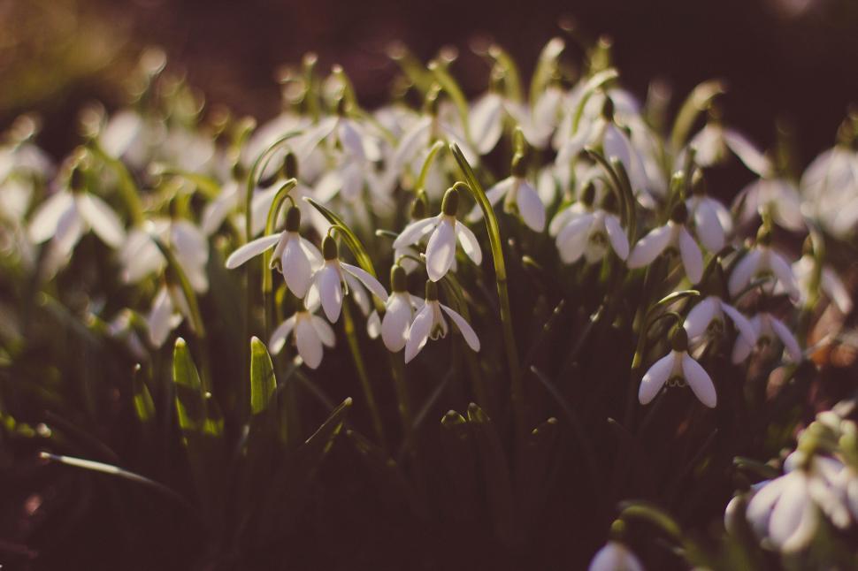 Free Image of White snowdrops blooming in a garden in early spring 