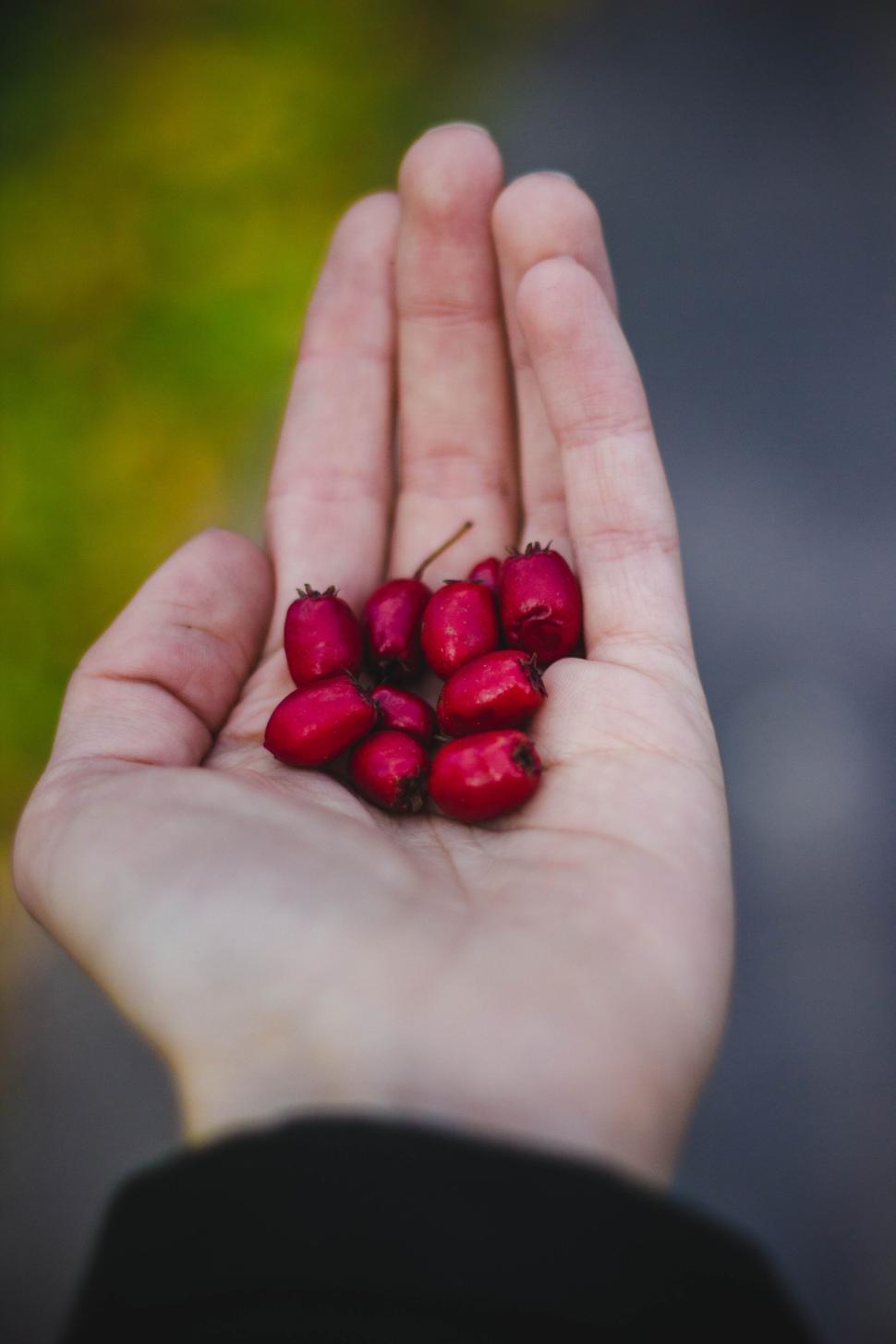 Free Image of Hand holding small red berries, nature harvest time. 
