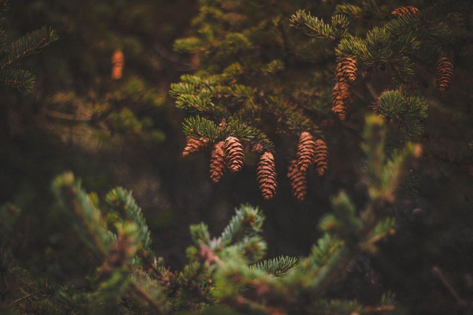 Free Image of Pine tree branches with cones, natural forest scene. 