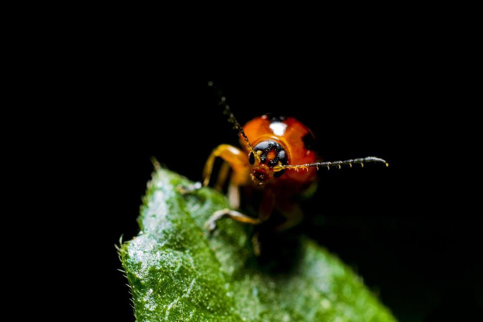 Free Image of Red ladybug perched on a leaf in dark background. 
