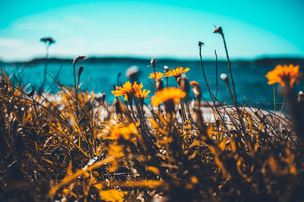 Free Image of Yellow wildflowers in focus with the seashore view. 