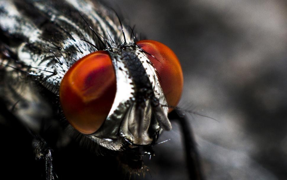 Free Image of Macro shot of a fly with detailed eyes and body parts 