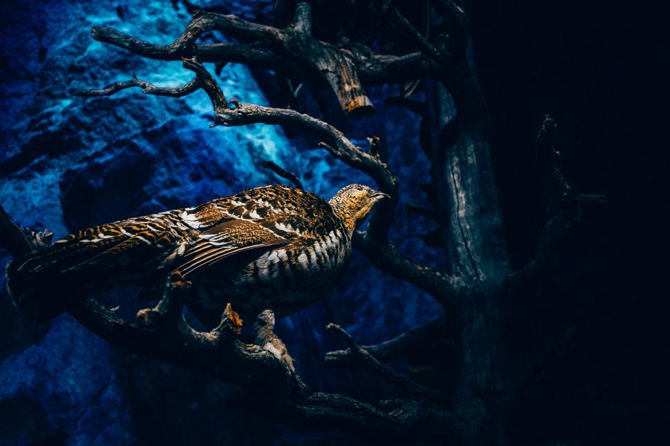 Free Image of Bird perched on branch with dark moody background 