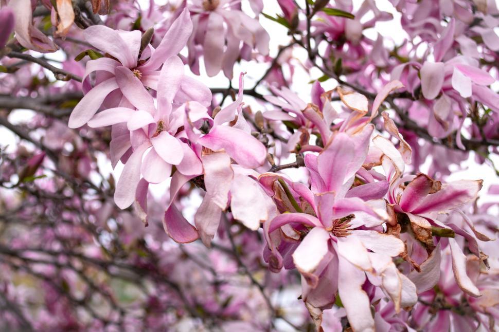 Free Image of Close-up of beautiful blooming pink magnolia flowers. 