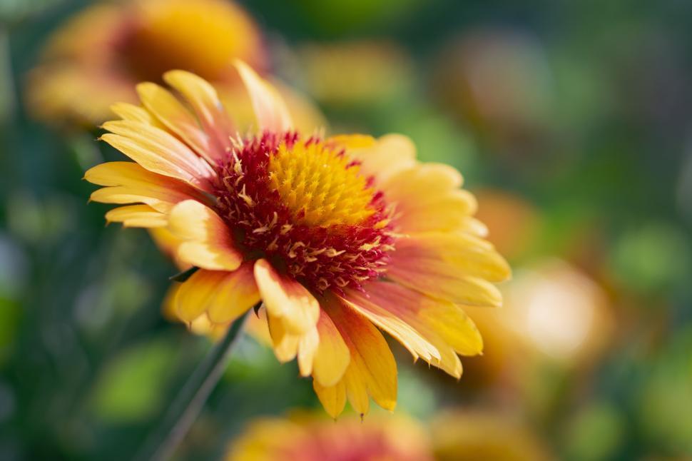 Free Image of Bright yellow and red flower in close-up with vivid colors. 