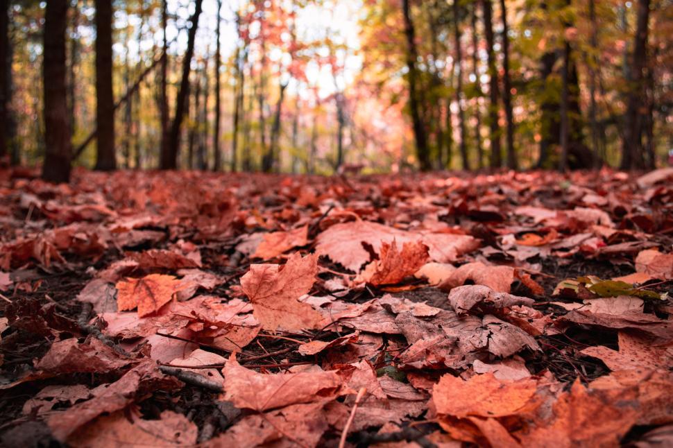 Free Image of Colorful autumn foliage covering forest ground in fall. 