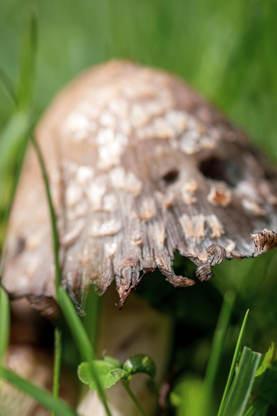Free Image of Macro shot of a mushroom with textured cap in grass. 