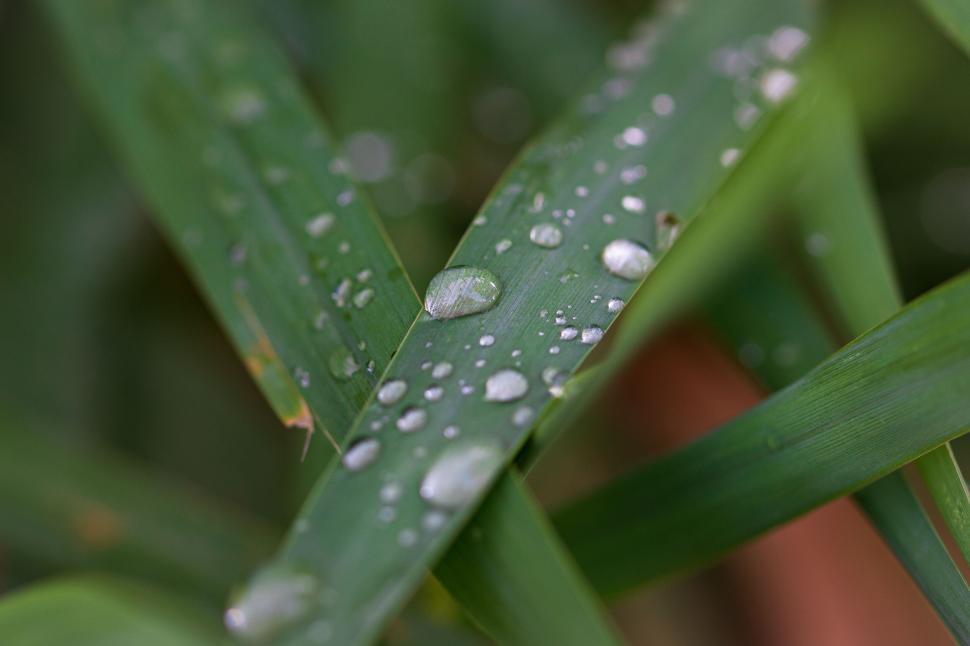 Free Image of Green wet grass with droplets of water close up view 