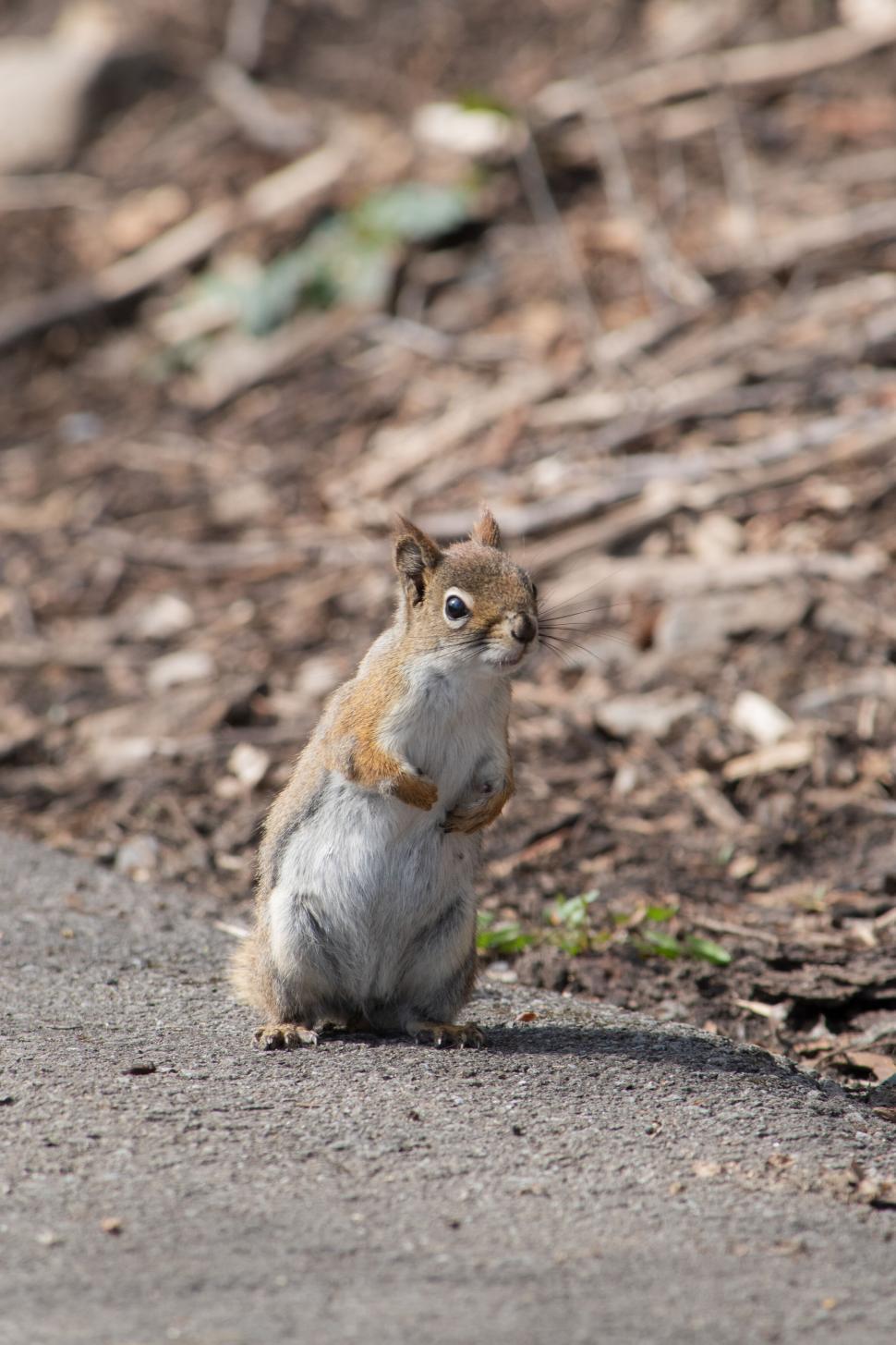 Free Image of Cute squirrel standing on ground amidst dry leaves 