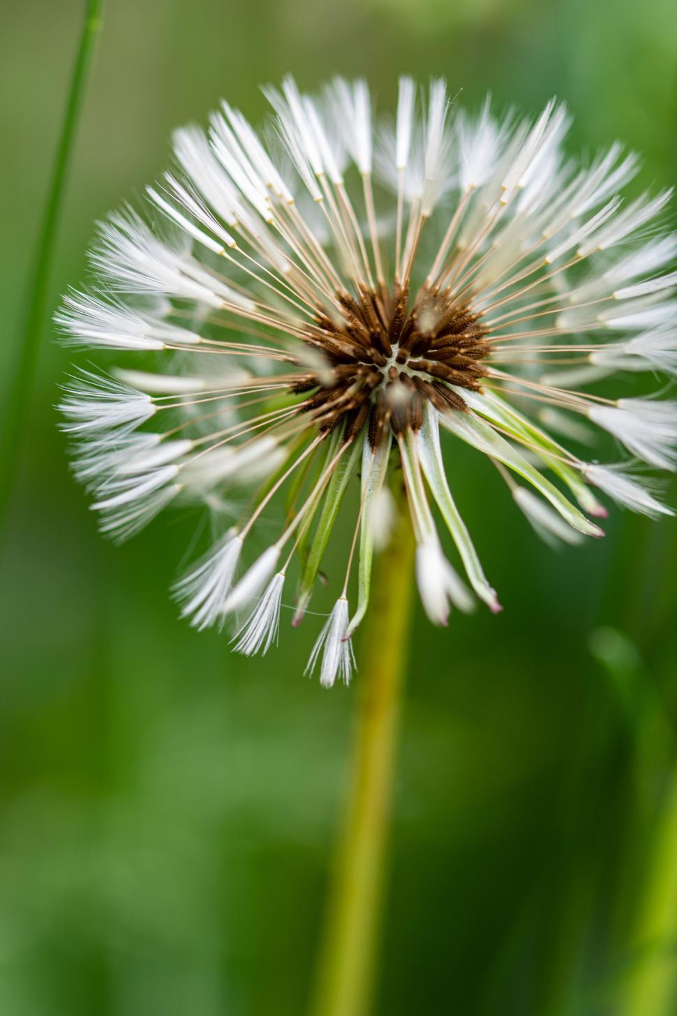 Free Image of Dandelion seed head close up with delicate white fibers 