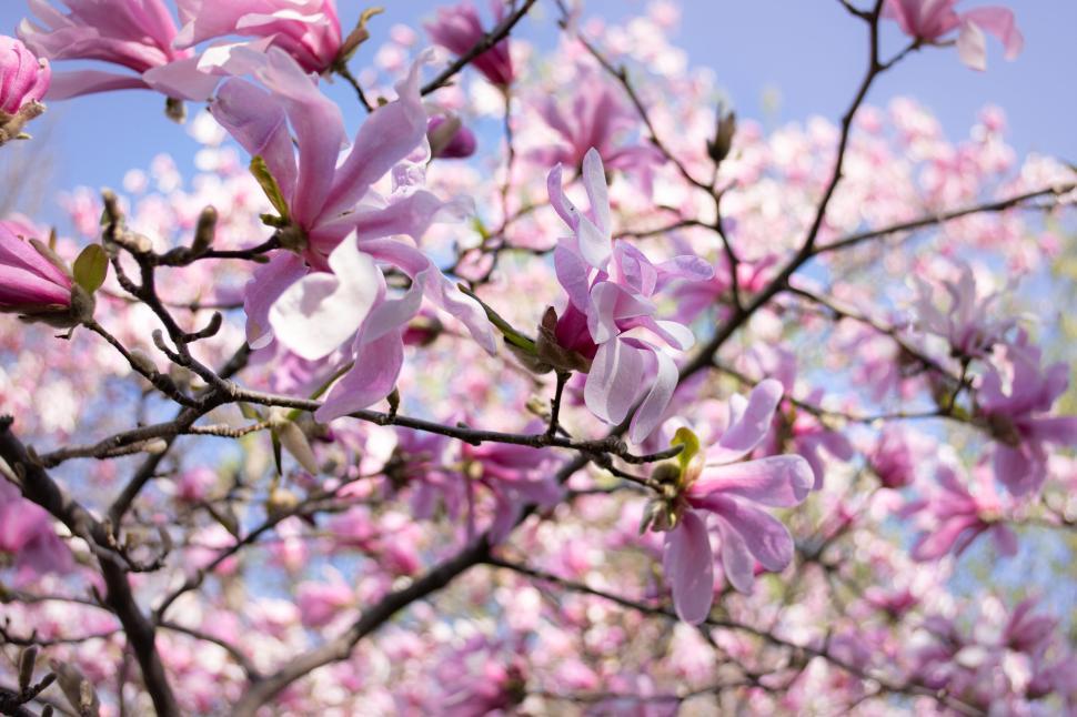 Free Image of Pink magnolia flowers on tree branches in spring bloom 