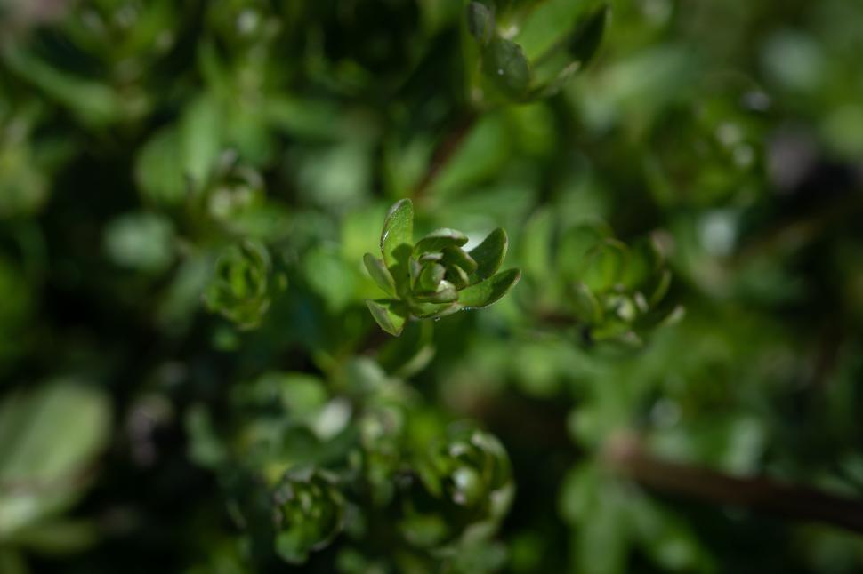Free Image of Close-up of lush green plant with detailed small leaves 