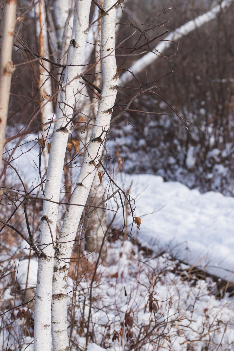Free Image of Winter forest scene with snow-covered birch trees outdoors. 