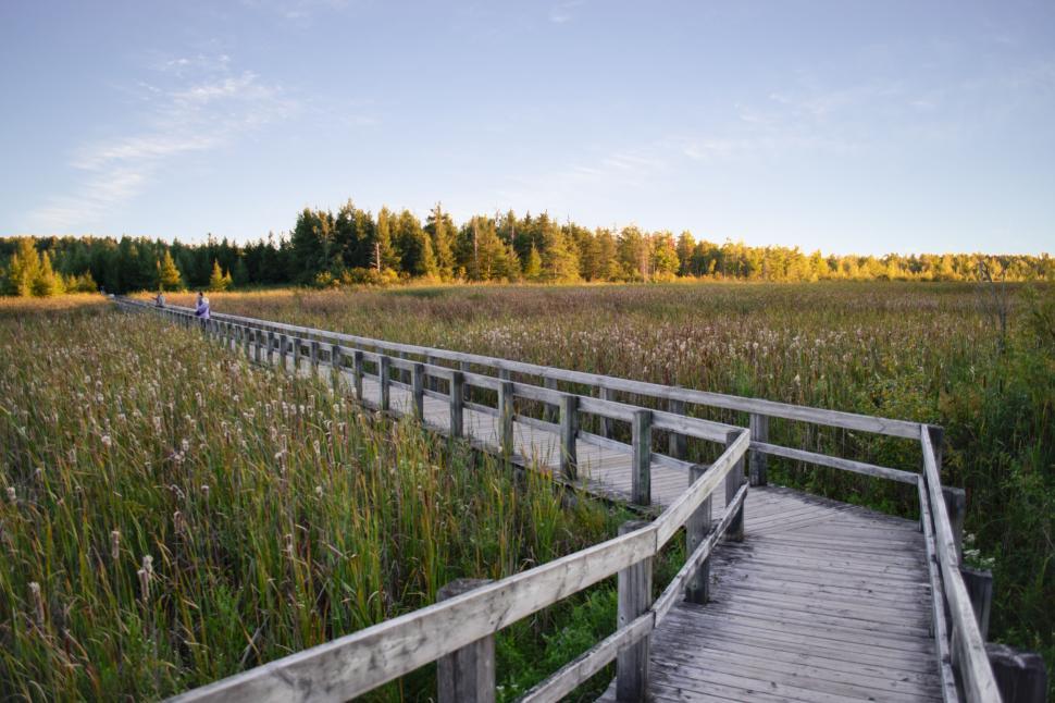 Free Image of Wooden boardwalk extending into marshland at sunrise 