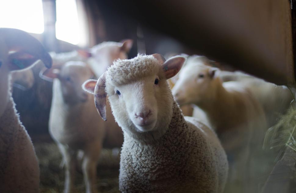 Free Image of Sheep looking curiously in a barn with other sheep. 