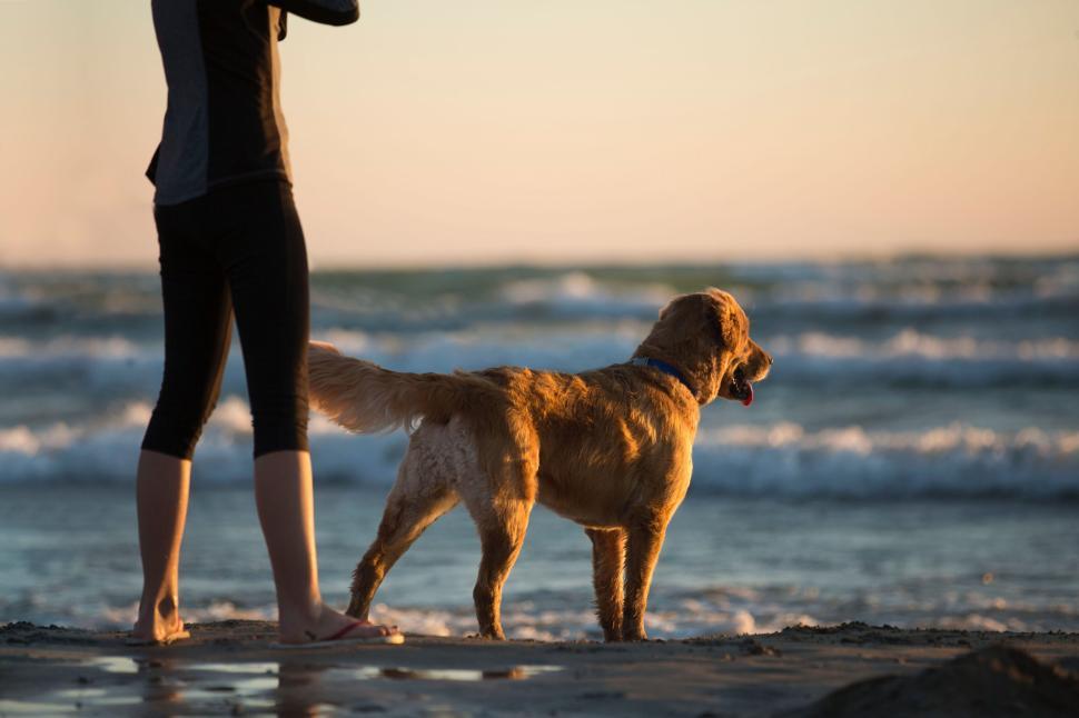 Free Image of Person with a dog standing by the ocean at sunset. 