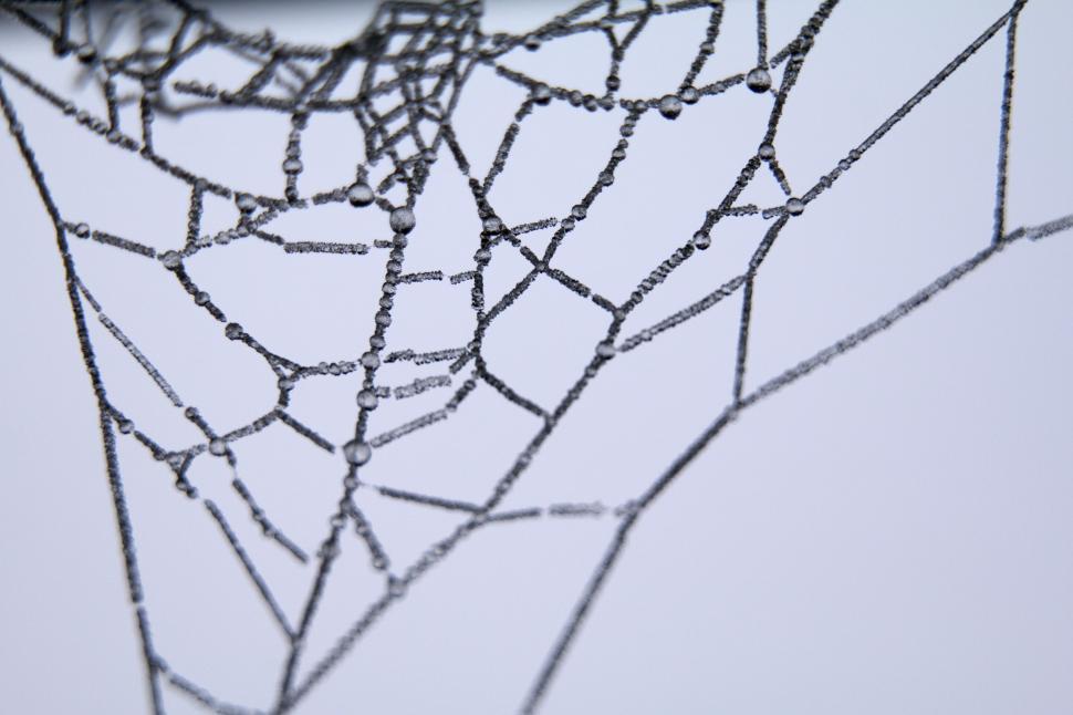 Free Image of Close shot of dewdrops on a spider web in nature 