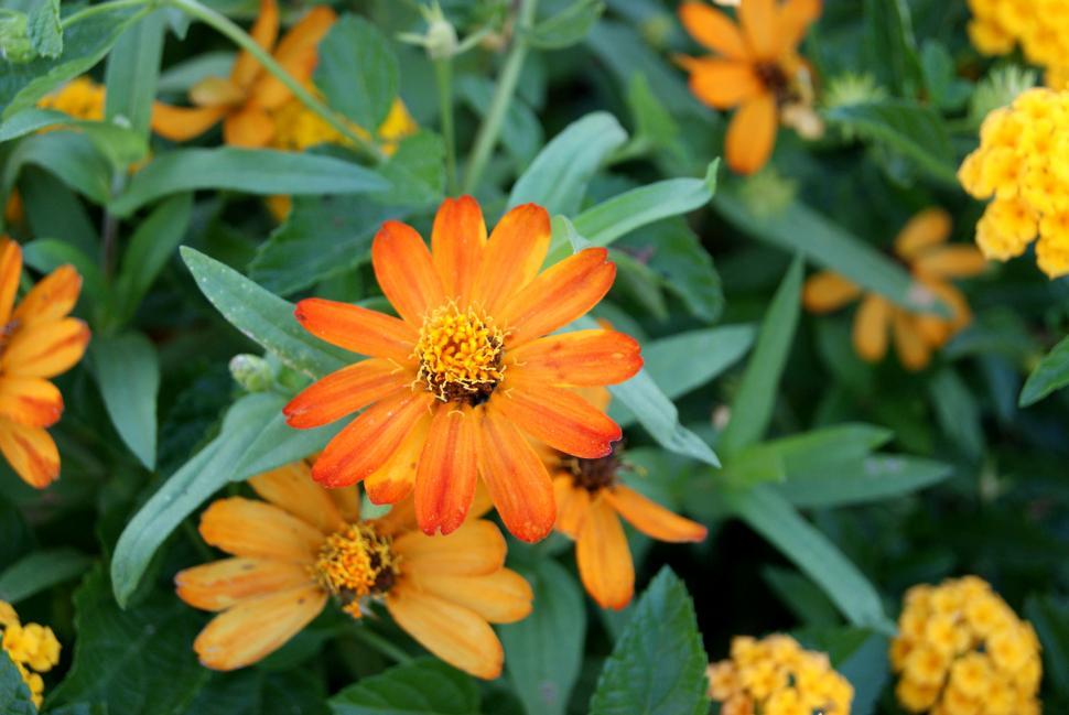 Free Image of Flowers 