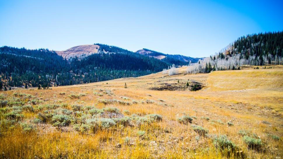 Free Image of Golden meadow with mountains in background under sky 