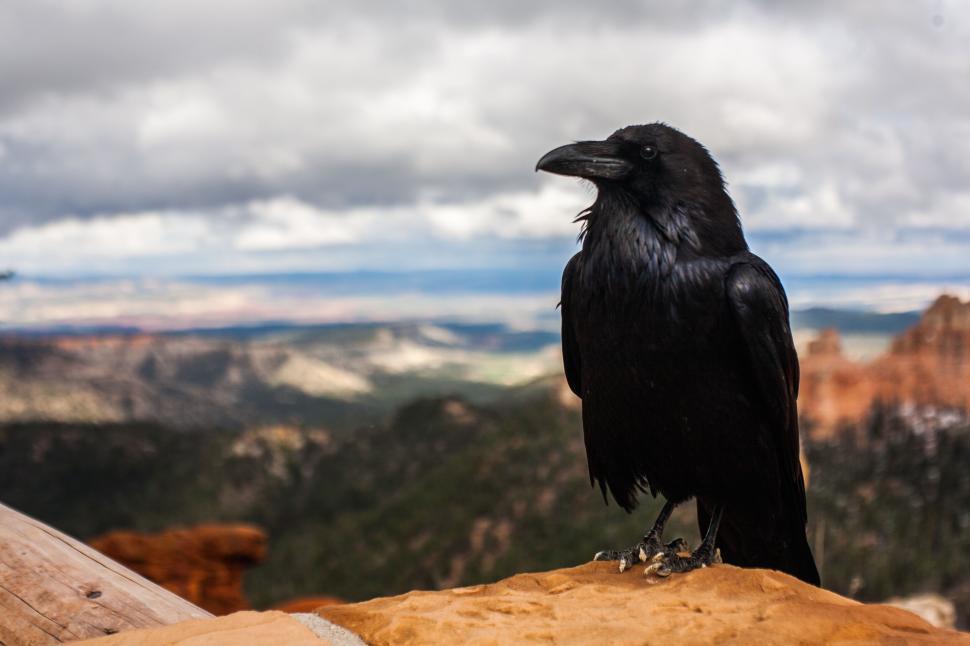 Free Image of A crow perched on a rock with scenic background. 