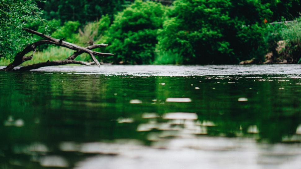 Free Image of Green banks of calm river with lush vegetation and branch 