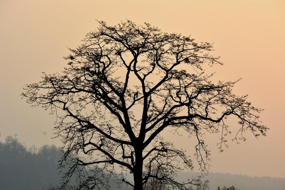 Free Image of Silhouetted leafless tree against a tranquil twilight sky 