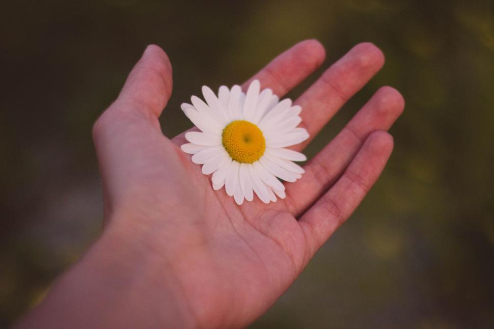 Free Image of Hand holding a single daisy flower, symbolizing simplicity 