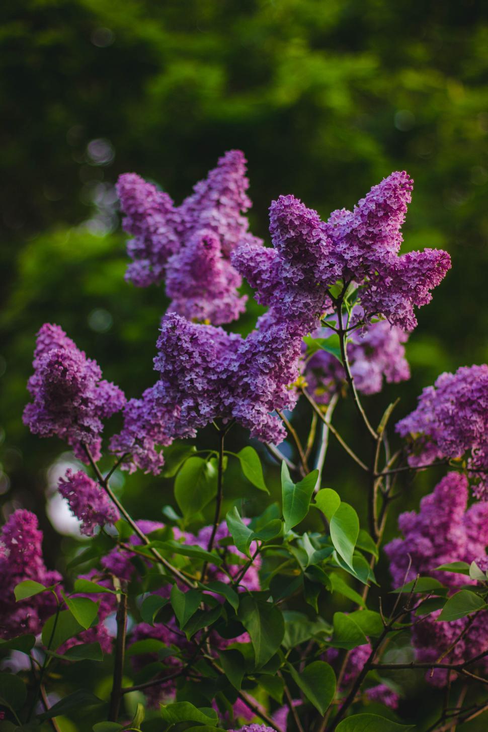Free Image of Close-up of vibrant purple lilac flowers in full bloom. 