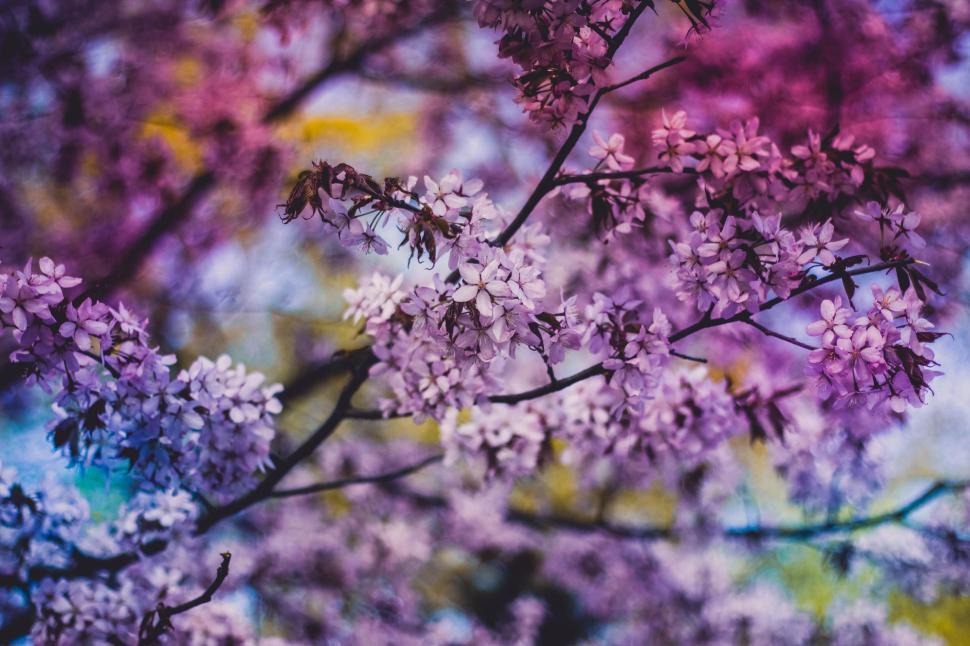 Free Image of Vivid cherry blossom branches with colorful background. 