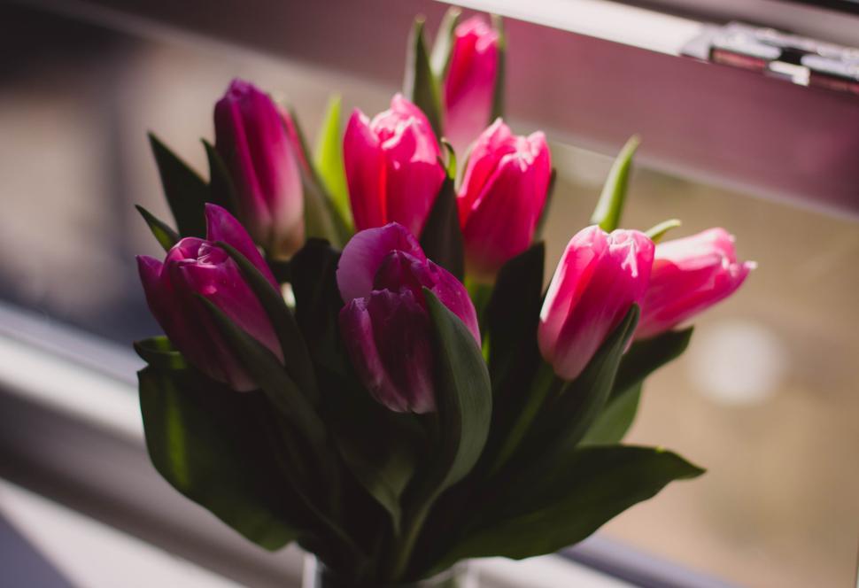 Free Image of Bouquet of pink tulips in a vase by the sunlight 