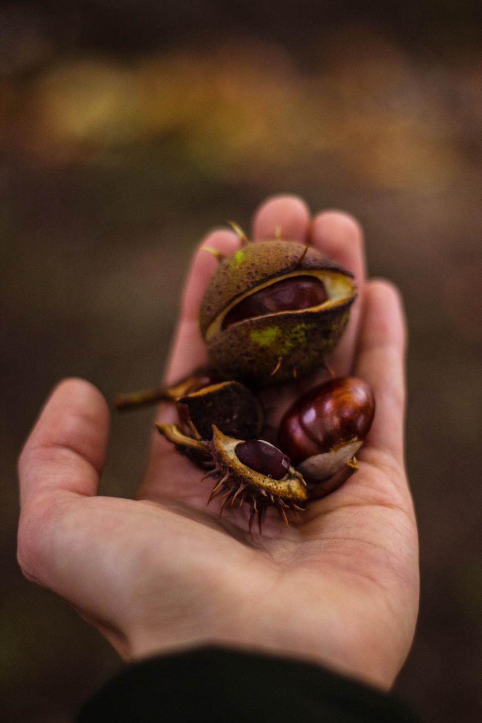 Free Image of Hand holding chestnuts freshly picked from the forest 