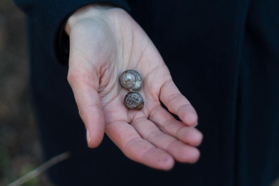 Free Image of Open palm showing two small snails in natural light. 