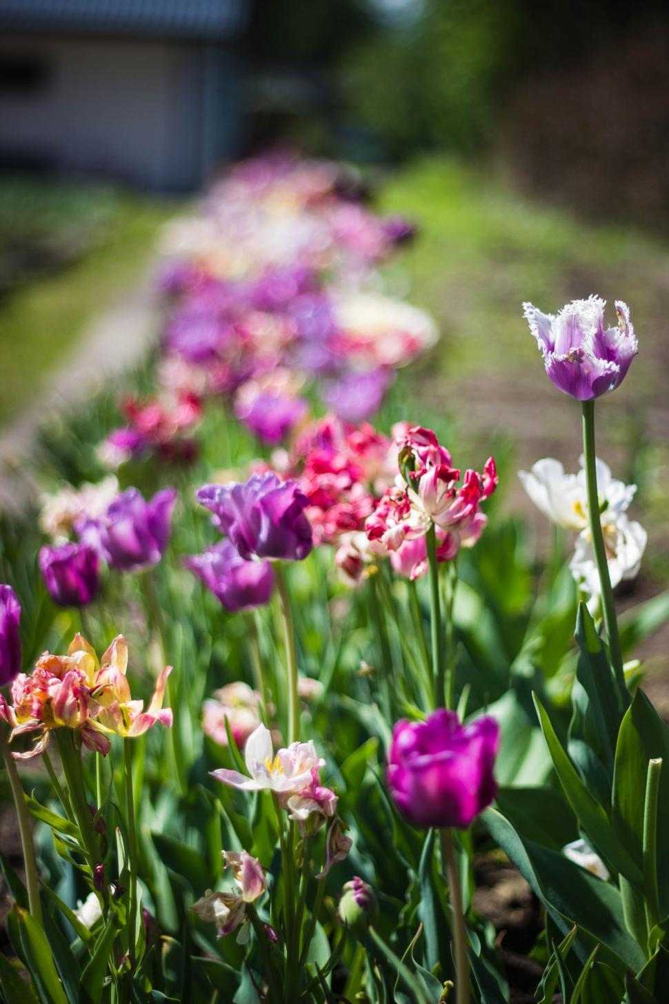Free Image of Colorful flowers blooming in a garden pathway in spring. 