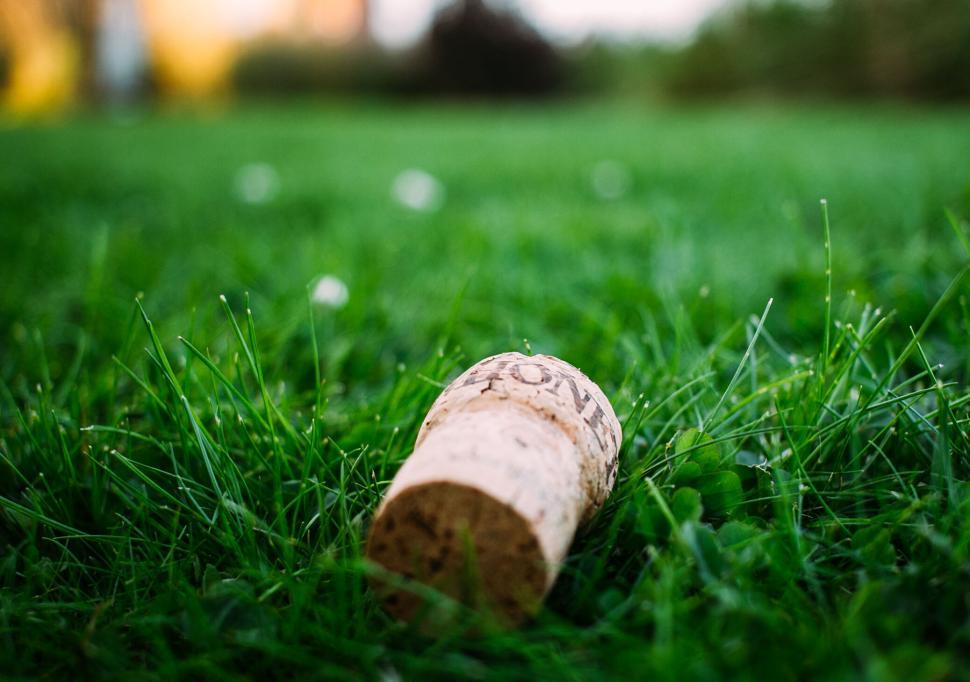 Free Image of Cork lying in green grass portraying relaxation outside. 