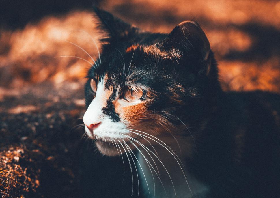 Free Image of Cat staring intently with beautiful autumn background 