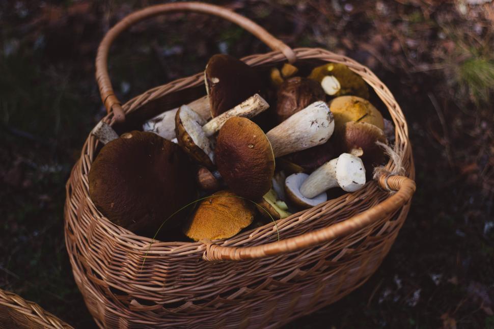 Free Image of Wicker basket filled with fresh wild mushrooms 