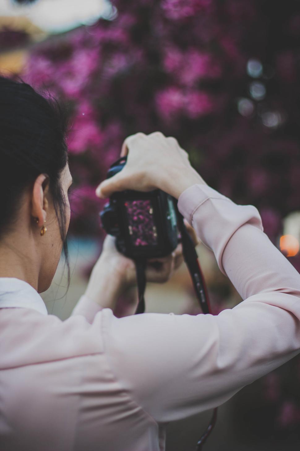 Free Image of Person taking a photograph of pink flowers, back view 