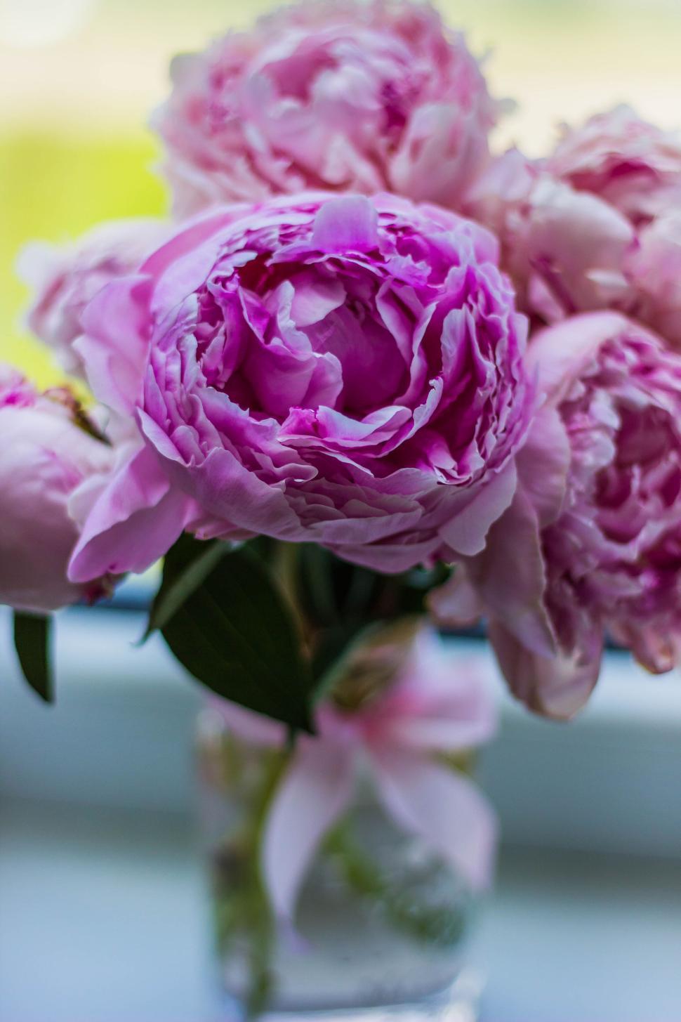 Free Image of Vibrant bunch of pink peonies in a glass vase indoors. 