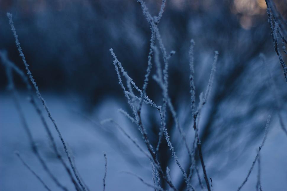 Free Image of Frost-covered tree branches in a winter landscape scene 