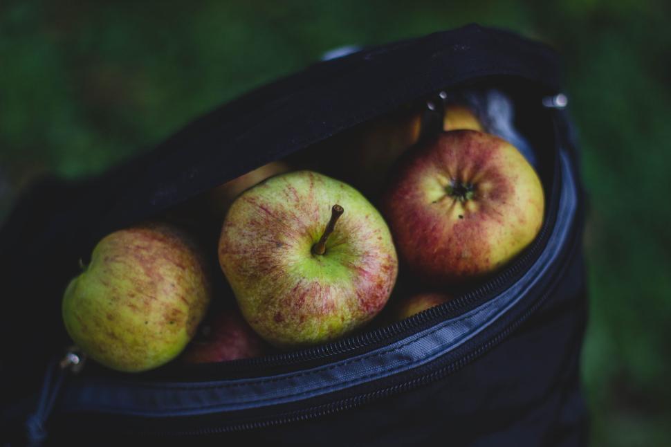 Free Image of Backpack filled with fresh apples in an outdoor setting 