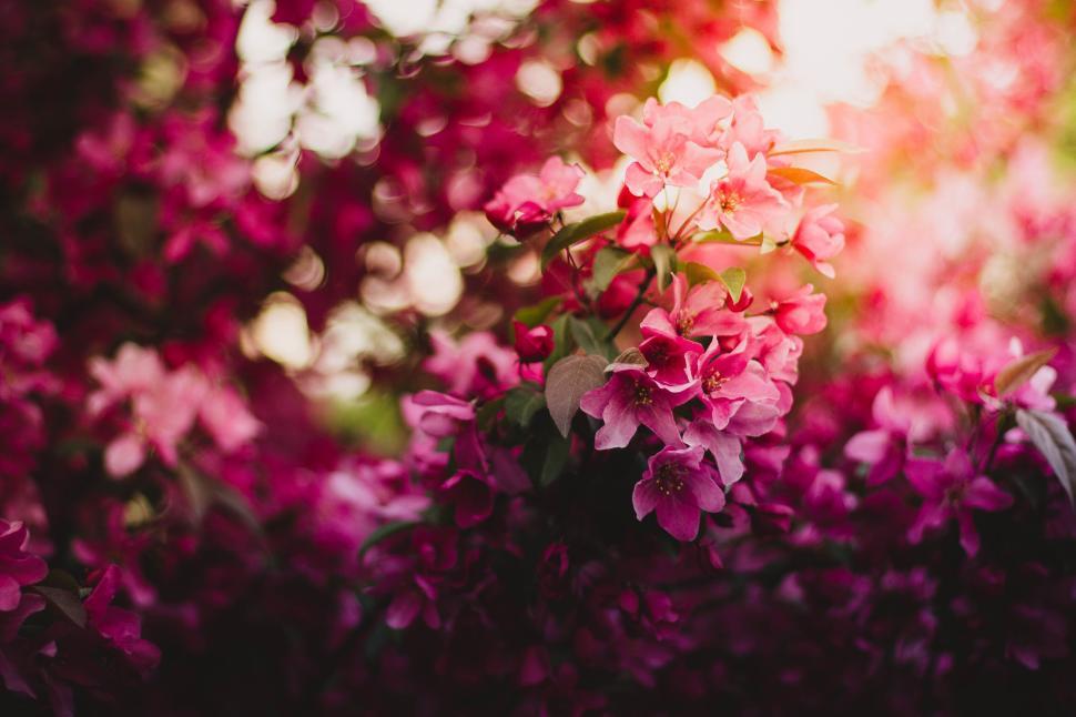 Free Image of Gorgeous pink flowers in full bloom against sunlight 