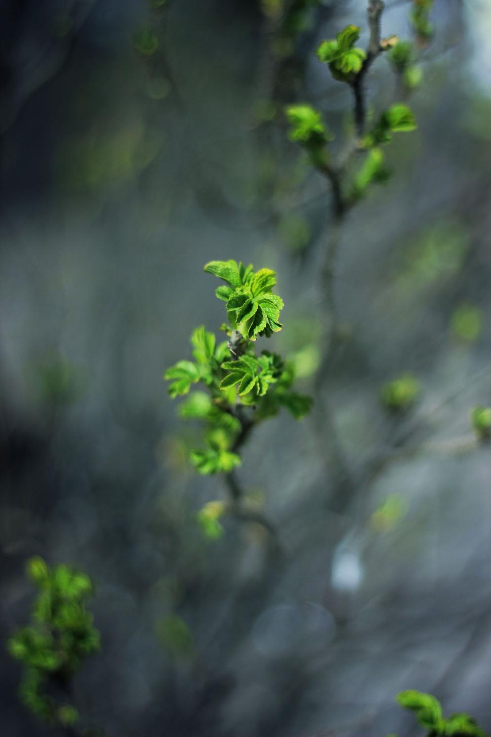 Free Image of Budding green leaves on branches with blurry background 