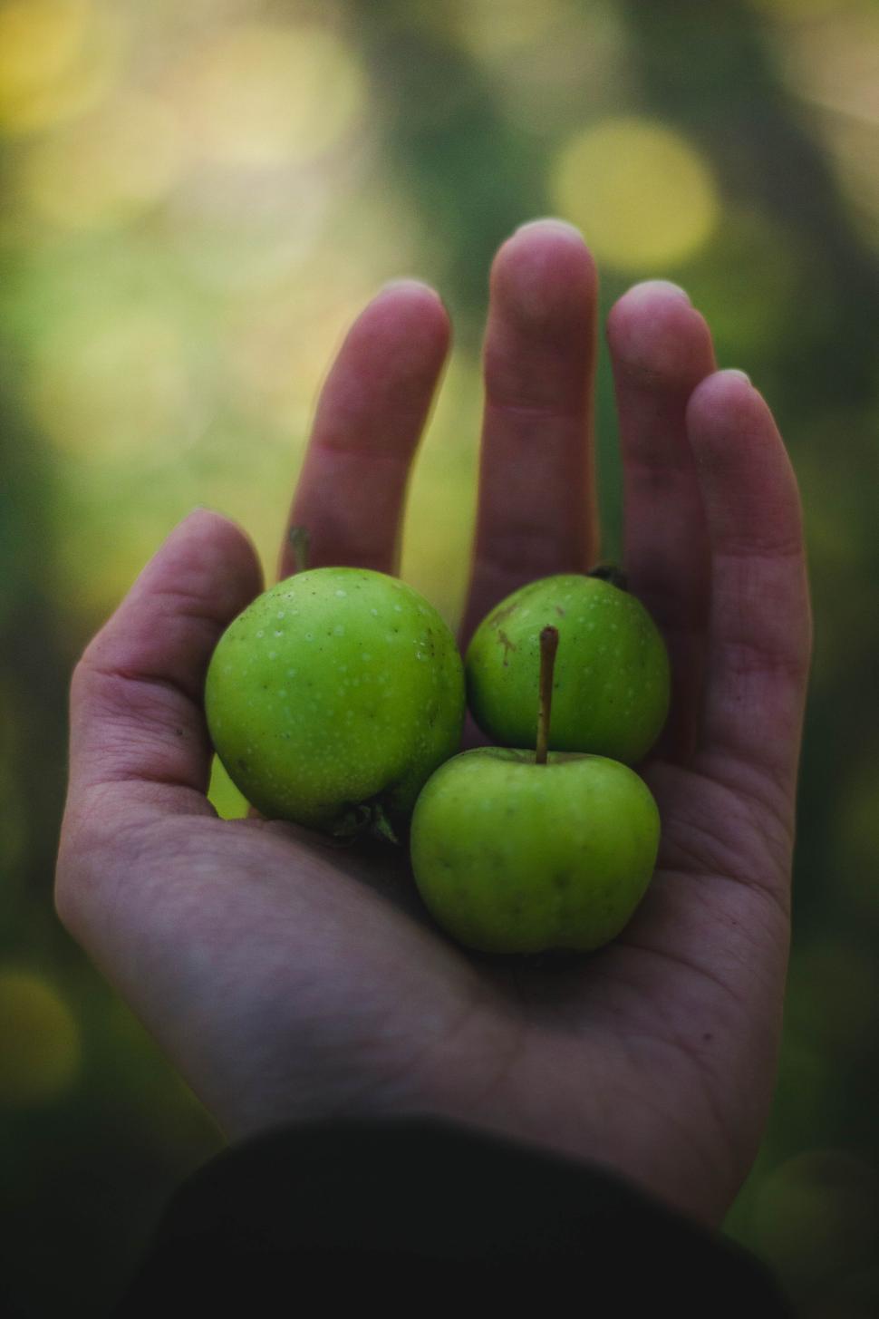 Free Image of Hand holding three small green apples from garden 