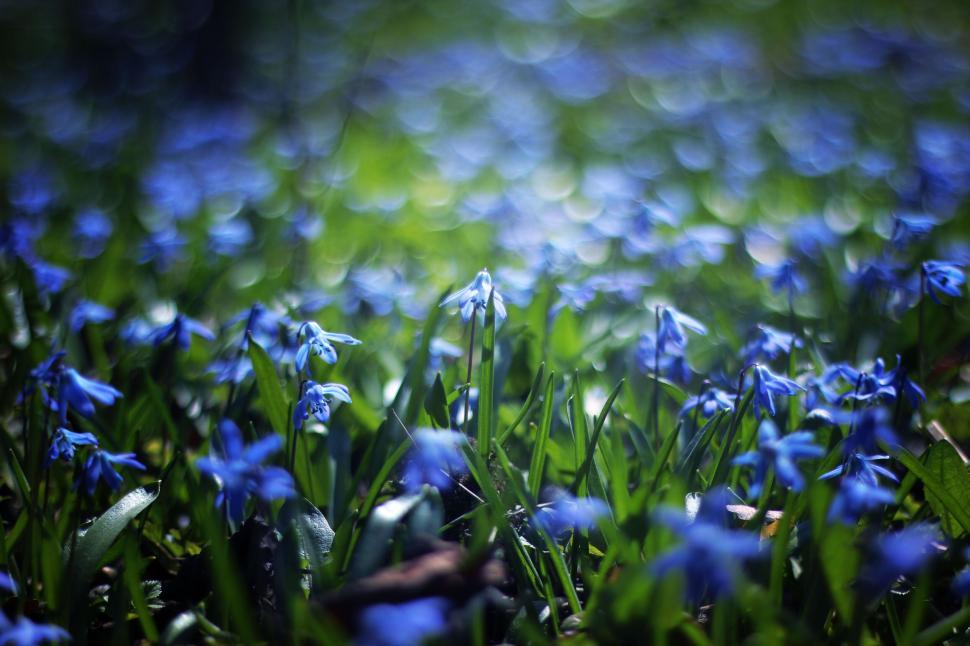 Free Image of Close-up of blue flowers in a sunlit meadow 