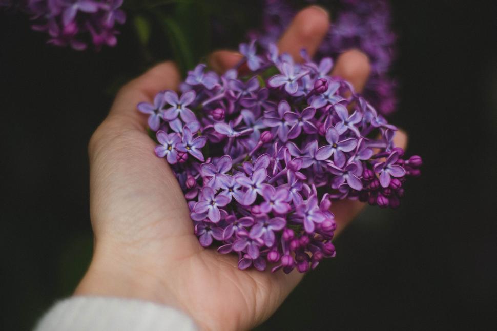 Free Image of Holding lilac flowers in hand, beauty of nature. 