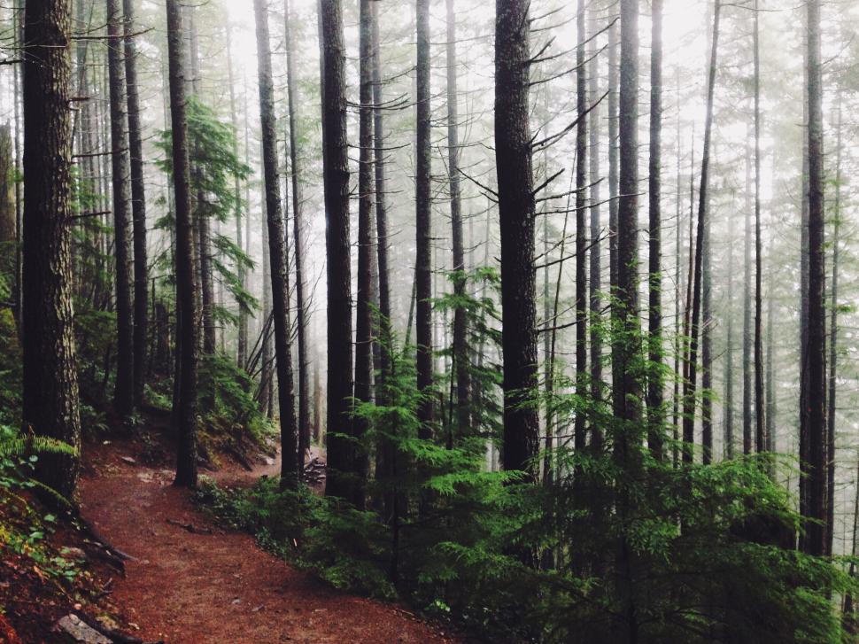Free Image of Misty forest pathway with tall trees and greenery 