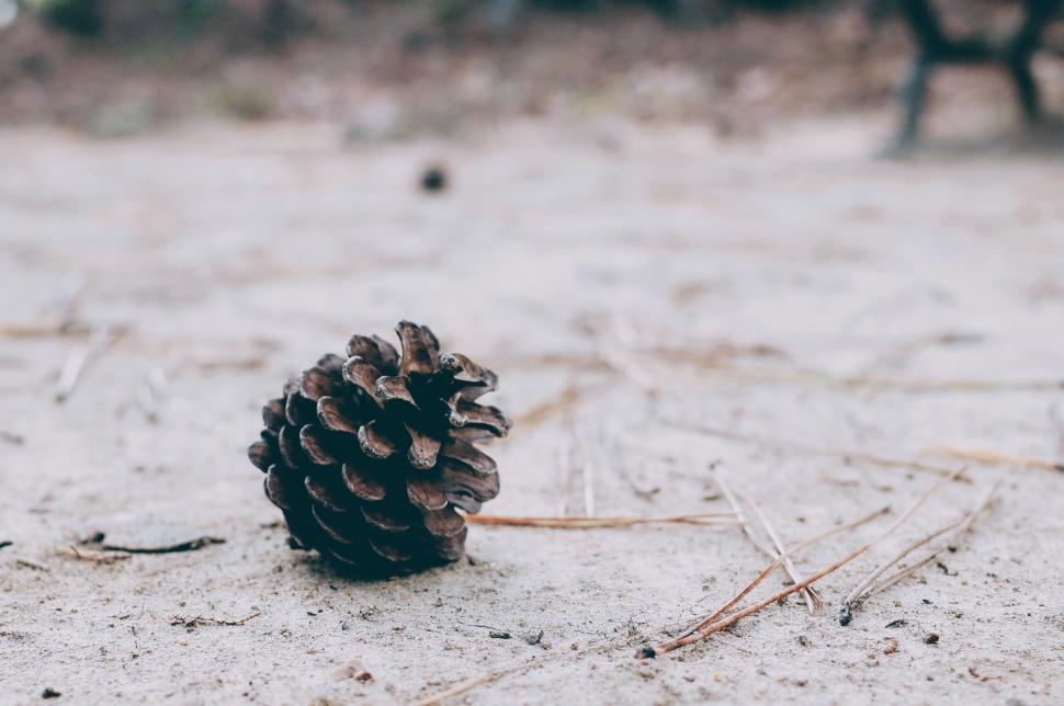 Free Image of Pine cone lying on the ground in a natural setting 