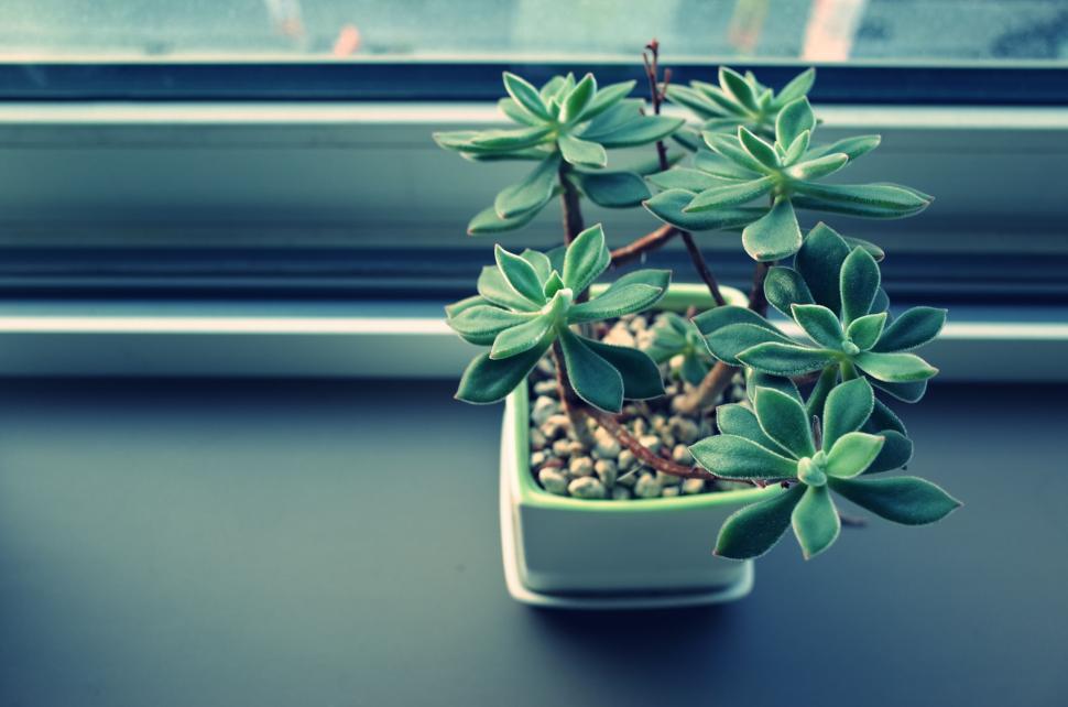 Free Image of Small succulent plant in ceramic pot on windowsill in light 